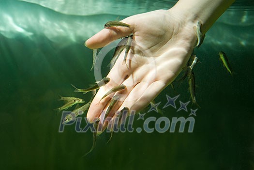 Hand in water with fishes (Fish spa for skin care) Hand in water with fishes (Fish spa for skin care)