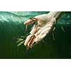 Hand in water with fishes (Fish spa for skin care)