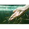 Hand in water with fishes (Fish spa for skin care)
