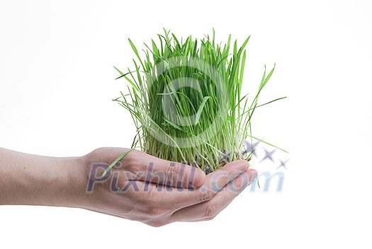 human hand holding green grass on white human hand holding green grass on white