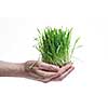 human hand holding green grass on white
