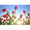 red tulips against blue sky