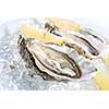 raw oysters with lemon and ice