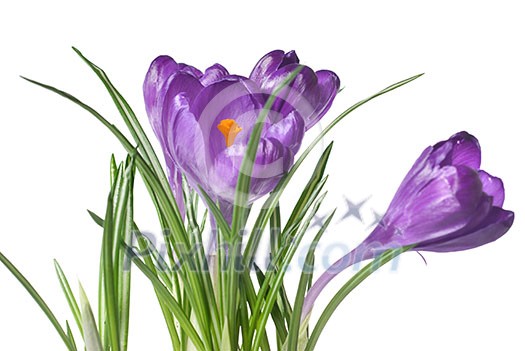 crocus bouquet isolated on white crocus bouquet isolated on white