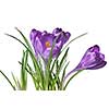 crocus bouquet isolated on white