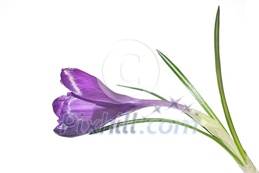 single crocus isolated on white single crocus isolated on white