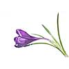 single crocus isolated on white