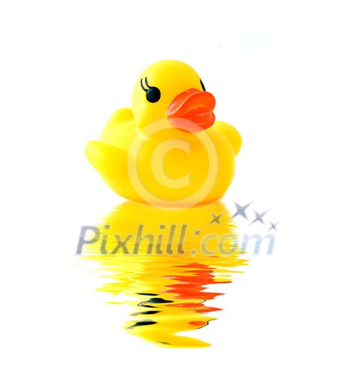 rubber yellow duck with reflection isolated rubber yellow duck with reflection isolated