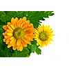 yellow chrysanthemum bouquet isolated on white