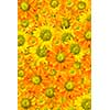 Yellow flowers background