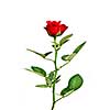 red rose isolated on white