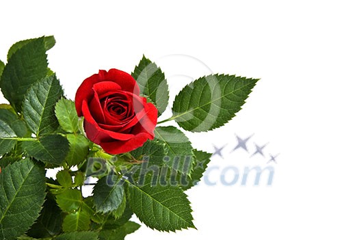 red rose isolated on white red rose isolated on white