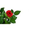 red rose isolated on white