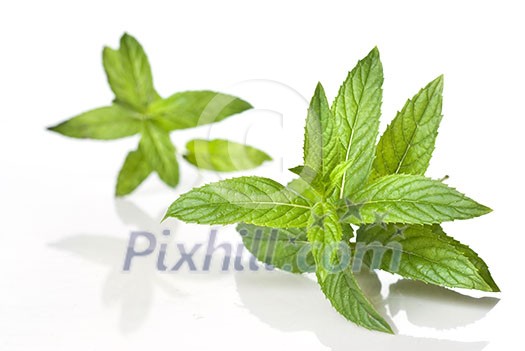 green mint isolated on white green mint isolated on white