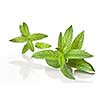 green mint isolated on white