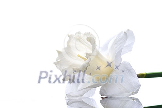 white narcissus isolated on white background white narcissus isolated on white background