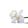 white narcissus isolated on white background