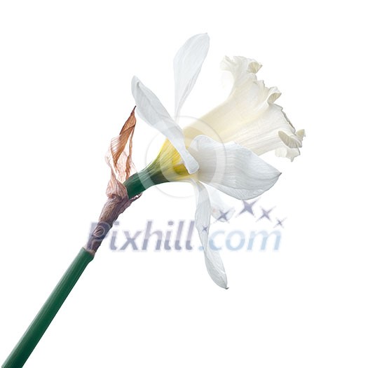 white narcissus isolated on white background white narcissus isolated on white background