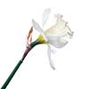 white narcissus isolated on white background