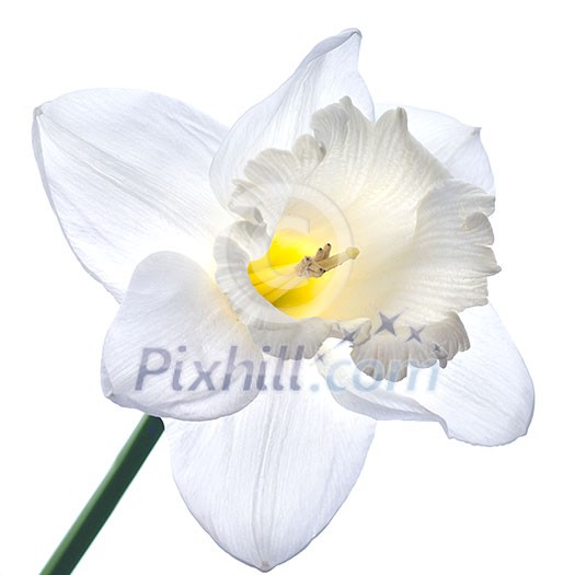 white narcissus isolated on white background white narcissus isolated on white background