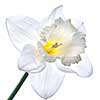 white narcissus isolated on white background