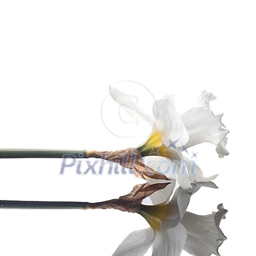white narcissus isolated on white background white narcissus isolated on white background