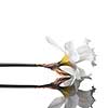 white narcissus isolated on white background