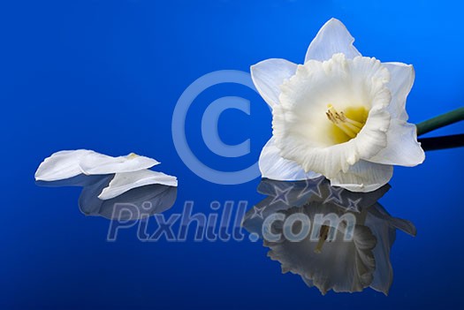 white narcissus on blue background white narcissus on blue background