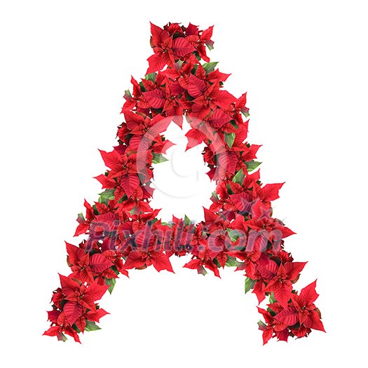 letter from red christmas flowers isolated on white letter from red christmas flowers isolated on white