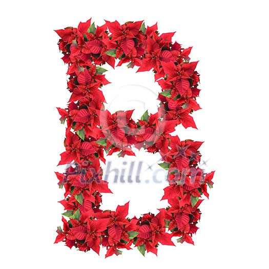 letter from red christmas flowers isolated on white letter from red christmas flowers isolated on white