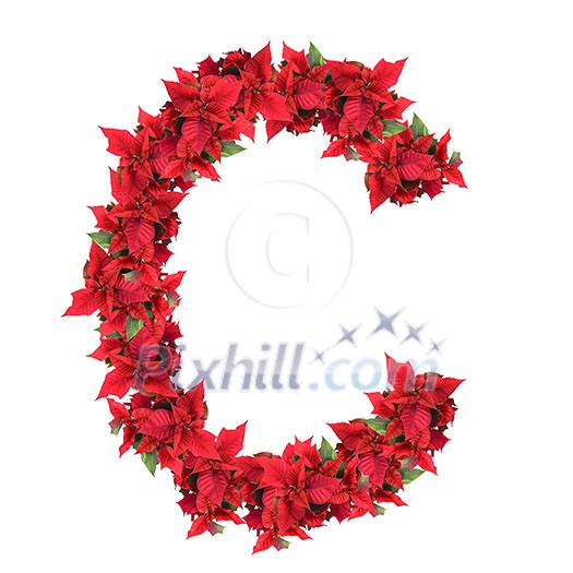 christmas flower christmas flower