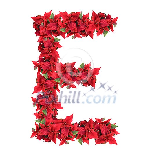 letter from red christmas flowers isolated on white letter from red christmas flowers isolated on white