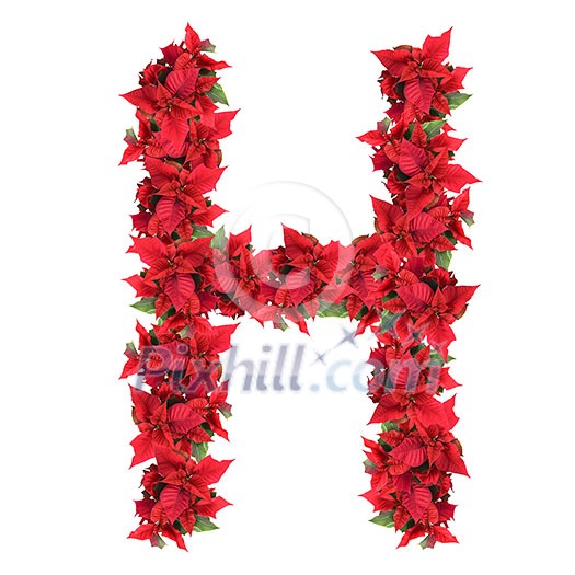 letter from red christmas flowers isolated on white letter from red christmas flowers isolated on white