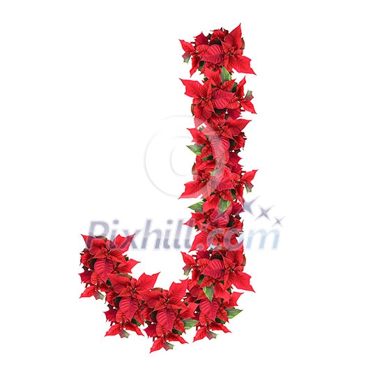 letter from red christmas flowers isolated on white letter from red christmas flowers isolated on white