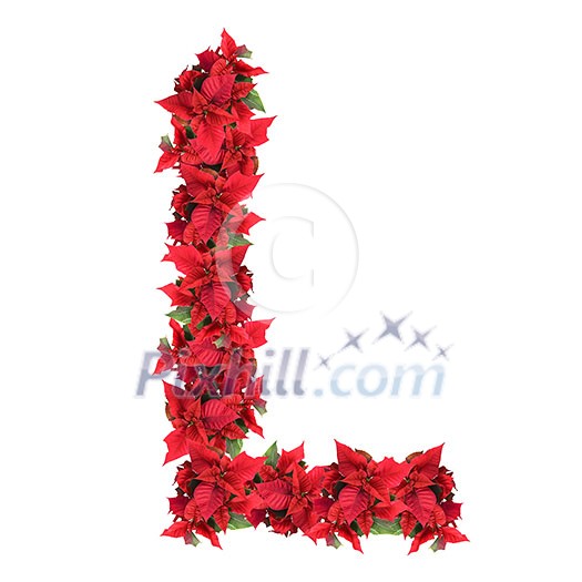 letter from red christmas flowers isolated on white letter from red christmas flowers isolated on white
