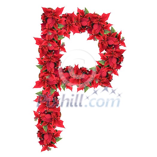 letter from red christmas flowers isolated on white letter from red christmas flowers isolated on white