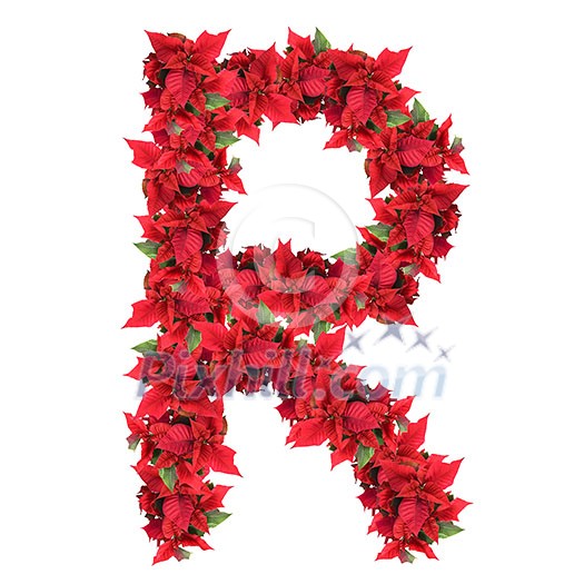letter from red christmas flowers isolated on white letter from red christmas flowers isolated on white
