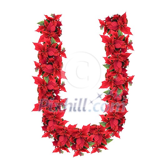 letter from red christmas flowers isolated on white letter from red christmas flowers isolated on white