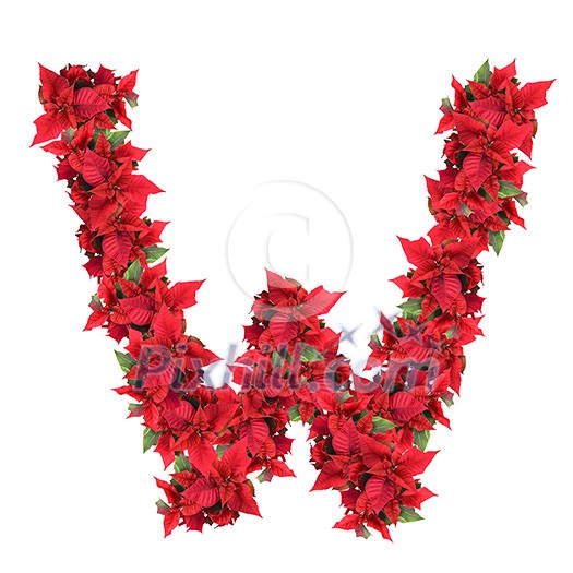 letter from red christmas flowers isolated on white letter from red christmas flowers isolated on white
