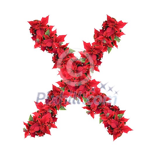 letter from red christmas flowers isolated on white letter from red christmas flowers isolated on white