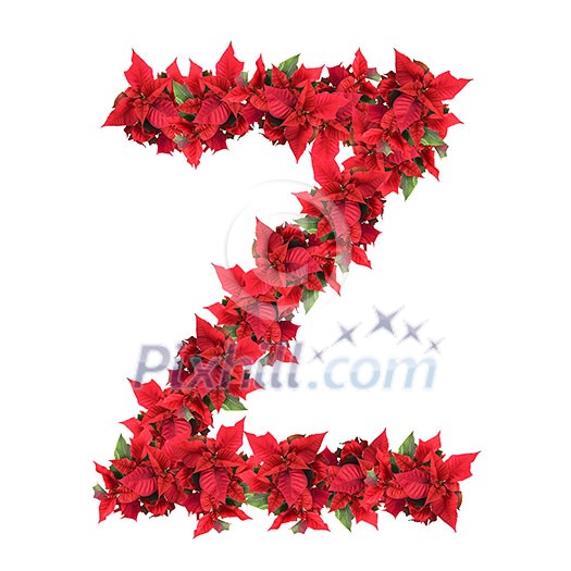 letter from red christmas flowers isolated on white letter from red christmas flowers isolated on white