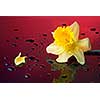 yellow narcissus on red background with water drops