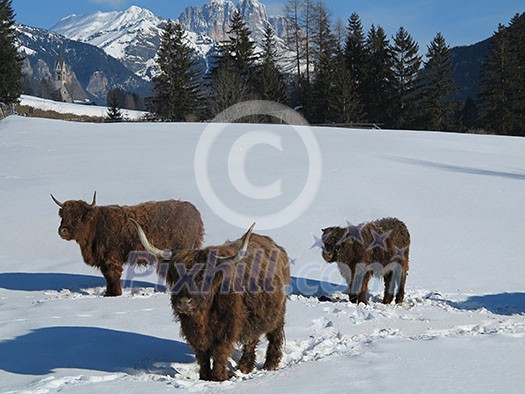 nature scene with cow animal at winter with snow mountain landscape in background nature scene with cow animal at winter with snow mountain landscape in background