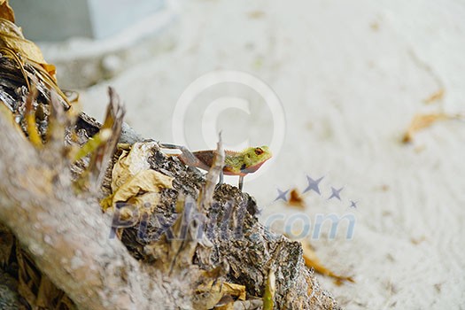 tropical chameleon wild life animal in nature tropical chameleon wild life animal in nature