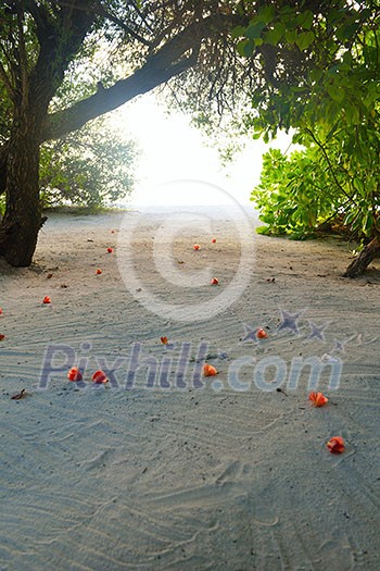 tropical beach nature landscape scene with white sand at summer tropical beach nature landscape scene with white sand at summer