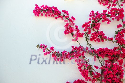 flower and white wall outdoor decoration flower and white wall outdoor decoration