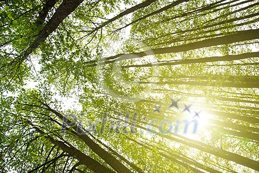 sun in forest sun in forest