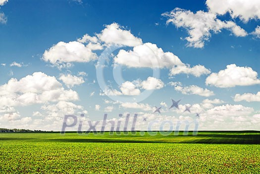 Summer landscape Summer landscape