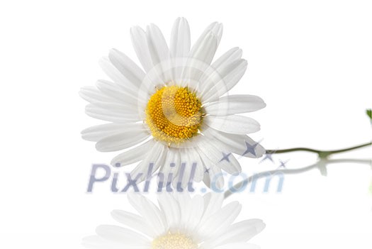 white chamomile isolated on white white chamomile isolated on white