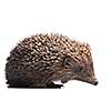 hedgehog isolated on white